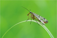 ~ Skorpionsfliege im Grünen ~