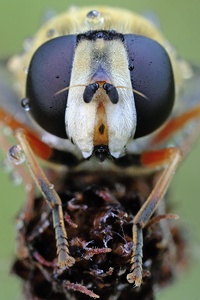 Big Brother is watching you