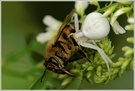 Veränderliche Krabbenspinne (Misumena vatia) mit Beute