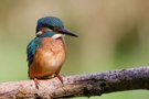 Alcedo atthis