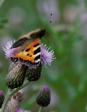 kleiner Fuchs