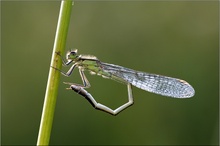 Weibchen der Federlibelle