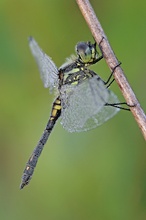 Schwarze Heidelibelle