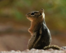 Squirrel im Morgenlicht