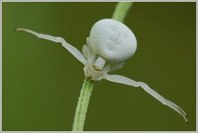 Veränderliche Krabbenspinne (Misumena vatia)