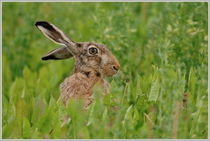 Feldhase (Lepus europaeus)