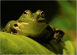 Wasserfrosch