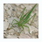 Heupferdchen auf dem Sprung
