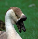 Höckergans Potrait im Pyrmonter Park