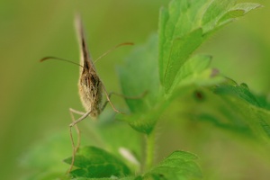 Großes Ochsenauge (Maniola jurtina)