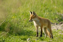 Neugieriger Fuchs