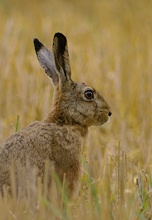 Hase im Stoppelfeld