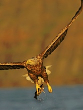 Seeadler mit Beute (W)