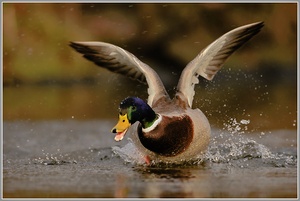 Stockente (Anas platyrhynchos)