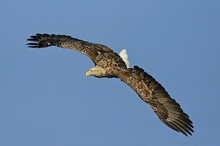 Seeadler vor blauem Himmel