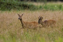 Ricke mit treibendem Bock