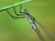 Lestes sponsa