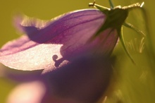 Glockenblumenportrait