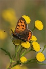 Kleiner Feuerfalter auf Rainfarn