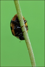 Asiatischer Marienkäfer (Harmonia axyridis)