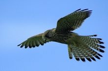 Turmfalke (Falco tinnunculus)