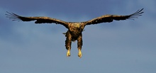 Seeadler