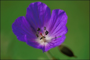 Blüte aber welche?