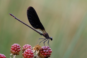 Bronzene Prachlibelle