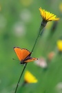 Lycaena virgaurea - Dukatenfalter