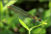 Gebänderte Prachtlibelle (Calopteryx splendens) - weiblich (1)