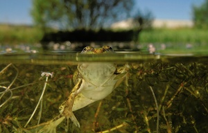 Grünfrosch