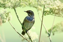 Blaukehlchen (Luscinia svecica)