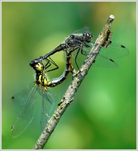 Schwarze Heidelibelle