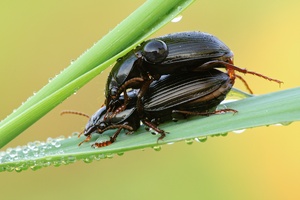 Zabrus tenebrioides