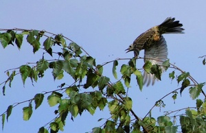 Wacholderdrossel (?) beim Fliegenfang