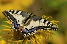 Papilio machaon