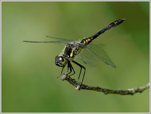 Schwarze Heidelibelle