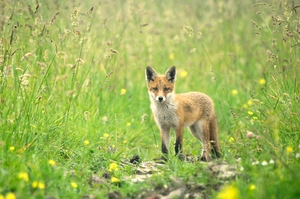 Doch noch ein Fuchs