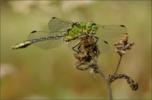 Grüne Keiljungfer (Ophiogomphus cecilia)