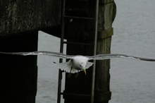 Möwe in New Ross/Irland