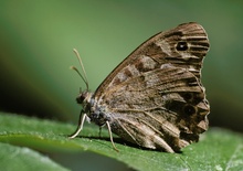 Falter auf Brombeerblatt