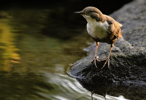 ~Wasseramsel~