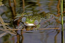 Teichfrosch