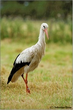 Storch im Regen