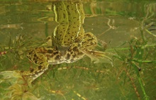 Grünfrosch 3