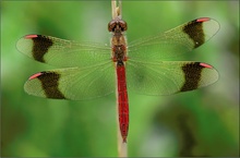 Gebänderte Heidelibelle (Sympetrum pedemontanum)