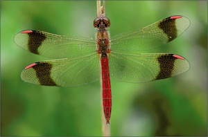 Gebänderte Heidelibelle (Sympetrum pedemontanum)