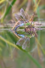 Große Königslibelle (Anax-imperator) bei der Eiablage