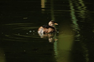 Zwergtaucher