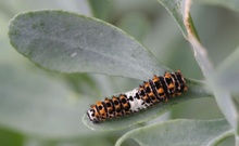 Schwalbenschwanzraupe